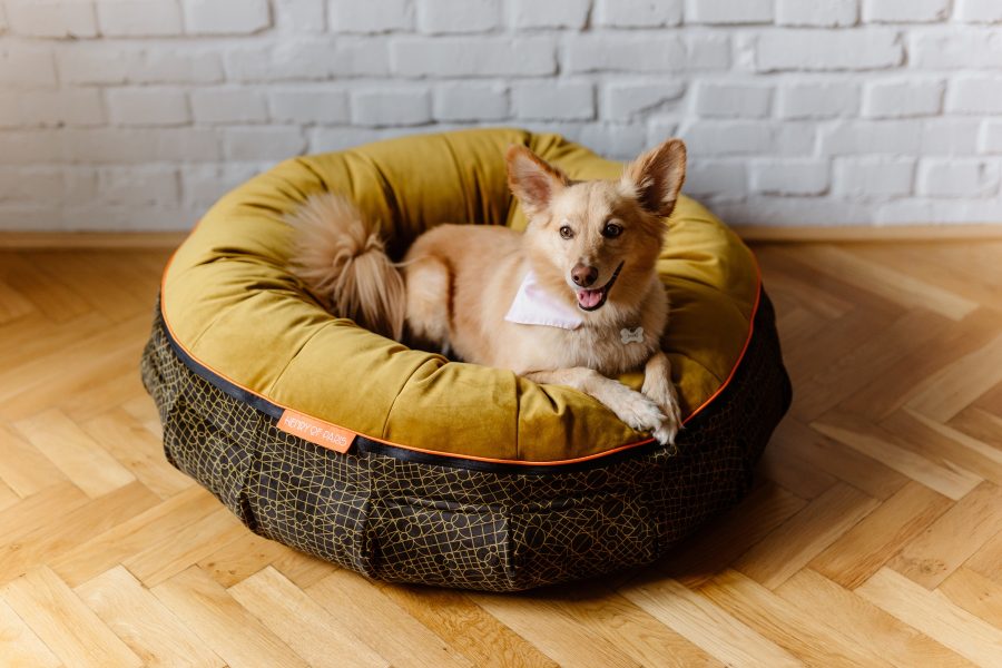 Le Nid bed for the dog Henry of Paris