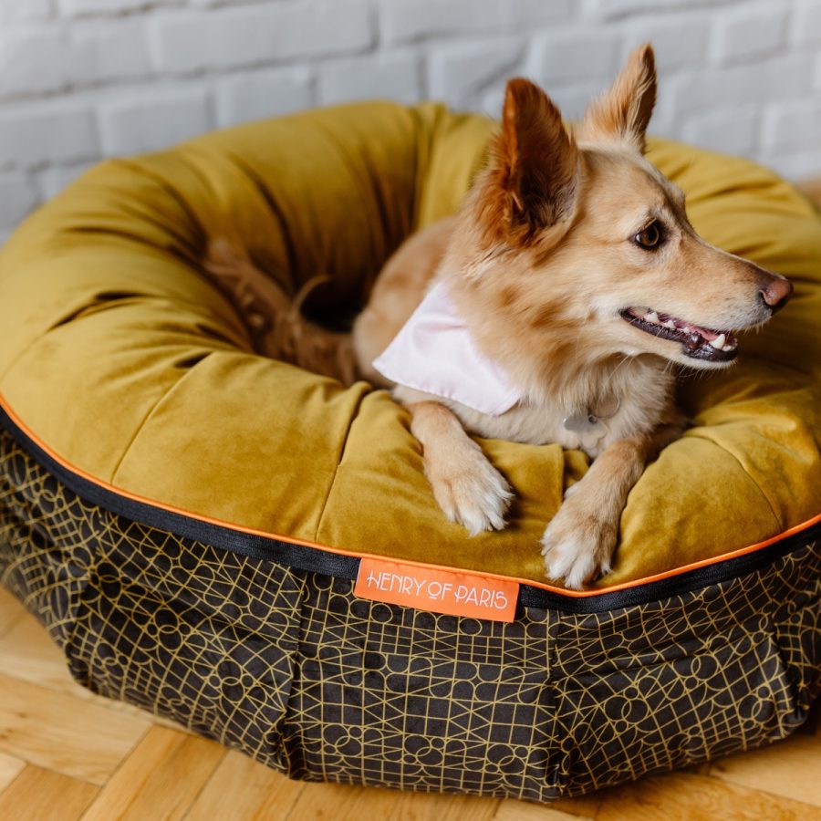 Le Nid bed for the dog Henry of Paris