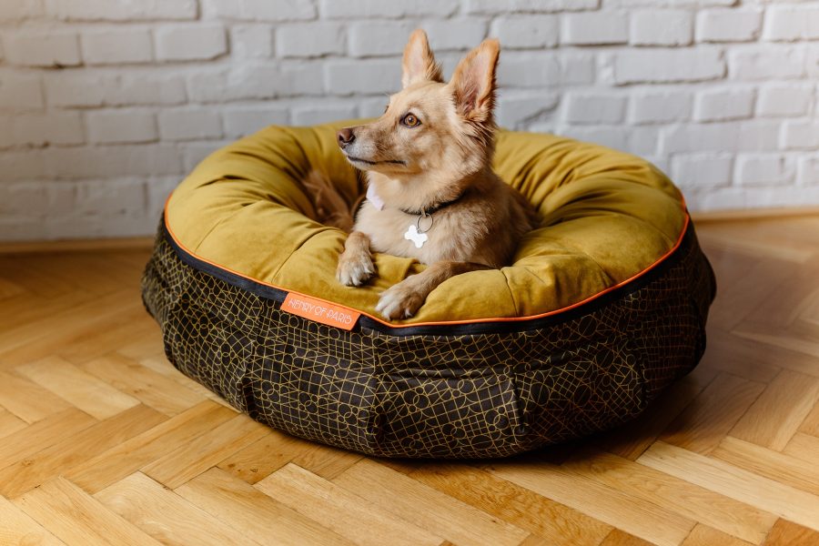 Le Nid bed for the dog Henry of Paris