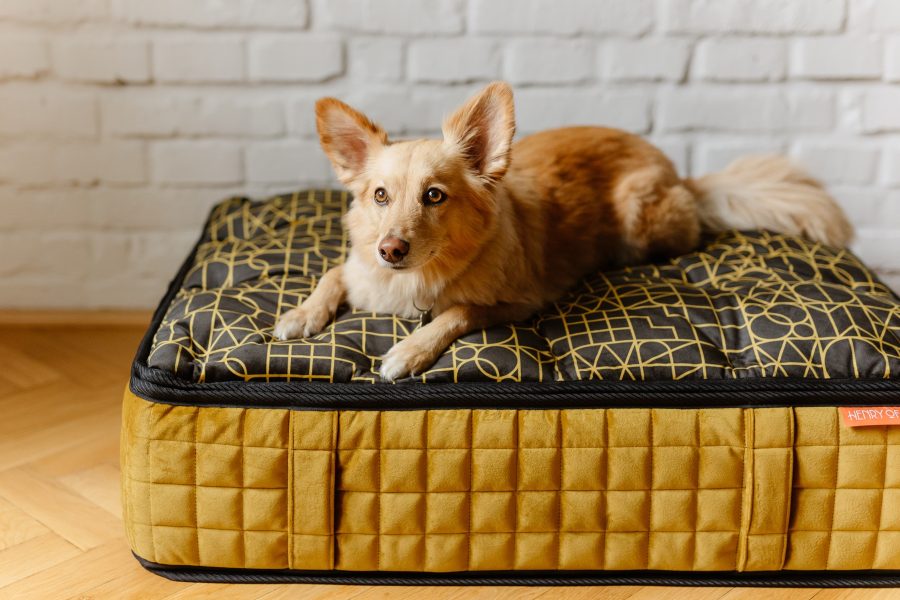 Le Refuge mattress for the dog Henry of Paris