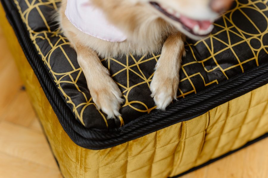 Le Refuge mattress for the dog Henry of Paris